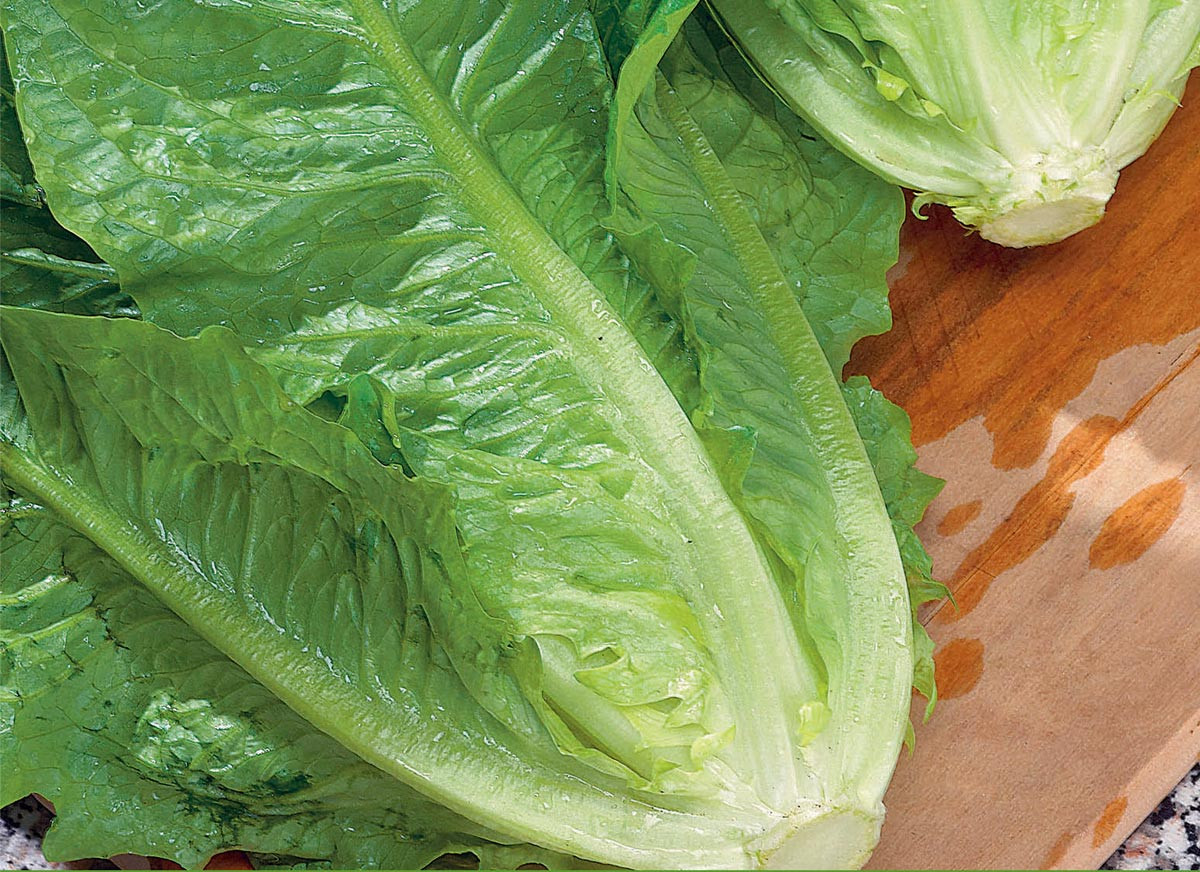 Lettuce, Romaine