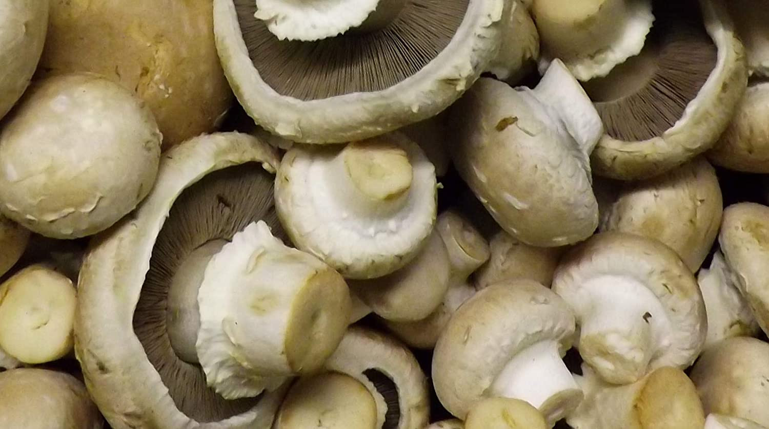 Baby Bella Mushrooms